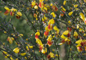 Cytisus scoparius